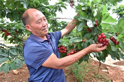 端午情濃粽飄香 幸福生活溢滿園
