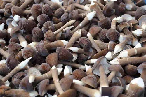 江蘇泗陽現(xiàn)代農(nóng)業(yè)產(chǎn)業(yè)園 繪就生態(tài)高效特色現(xiàn)代農(nóng)副產(chǎn)品銷售新圖景